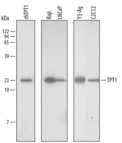Human/Mouse/Rat TPT1/TCTP Antibody, R D Systems 25&mu;g; Unlabeled:Antibodies,