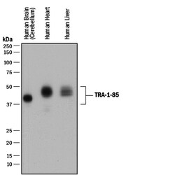 Human TRA-1-85/CD147 Antibody, R D Systems 100ug; Unlabeled:Antibodies,
