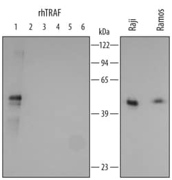 Human TRAF-1 Antibody, R D Systems 25&mu;g; Unlabeled:Antibodies, Polyclonal