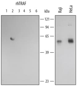 Human TRAF-2 Antibody, R D Systems 100&mu;g; Unlabeled:Antibodies, Polyclonal