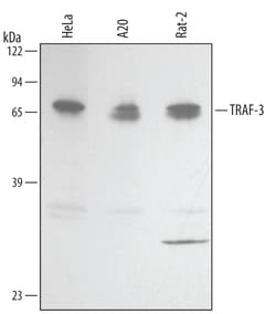 Human/Mouse/Rat TRAF-3 Isoform 2 Antibody, R D Systems 25&mu;g; Unlabeled:Antibodies,