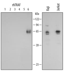 Human TRAF-6 Antibody, R D Systems 25 &mu;g | Buy Online | R&D Systems | Fisher Scientific