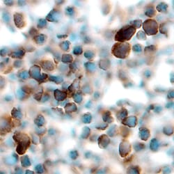 Mouse TRAIL/TNFSF10 Antibody, R D Systems 25&mu;g; Unlabeled:Antibodies,