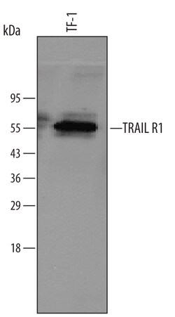 Human TRAILR1/TNFRSF10A Antibody, R D Systems 100&mu;g; Unlabeled:Antibodies,