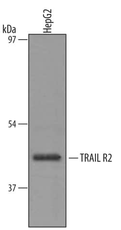 Human TRAIL R2/TNFRSF10B Antibody, R D Systems 100&mu;g; Unlabeled:Antikörper
