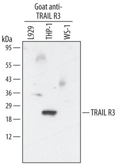 Human TRAIL R3/TNFRSF10C Antibody, R D Systems 100 &mu;g | Buy Online | R&D Systems | Fisher Scientific