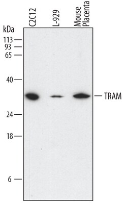 Mouse TRAM/TICAM2 Antibody, R D Systems 100 &mu;g | Buy Online | R&D Systems | Fisher Scientific