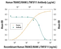 Human TRANCE/TNFSF11/RANK L Antibody, R D Systems 1 mg | Buy Online | R&D Systems | Fisher Scientific