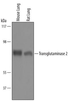 Mouse/Rat Transglutaminase 2/TGM2 Antibody, R D Systems 100&mu;g; Unlabeled:Antibodies,