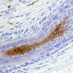 Human Transglutaminase 3/TGM3 Antibody, R D Systems 100&mu;g; Unlabeled:Anticorps,