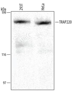 Human/Mouse TRAP220 Antibody, R D Systems 25&mu;g; Unlabeled:Antibodies,