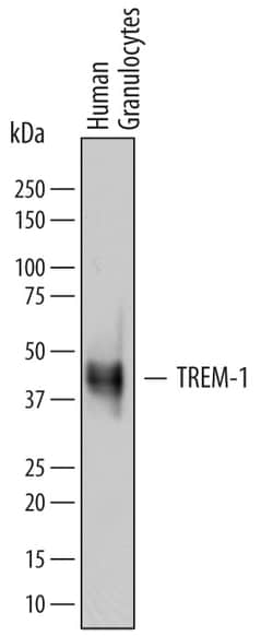 Human TREM-1 Antibody, R D Systems 25 &mu;g | Buy Online | R&D Systems | Fisher Scientific
