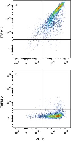 Human/Mouse TREM2 Alexa Fluor 700-conjugated Antibody, R D Systems 100