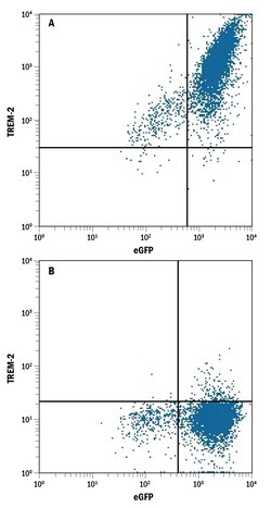 Human/Mouse TREM2 PE-conjugated Antibody, R D Systems 100 Tests | Buy Online | R&D Systems | Fisher Scientific