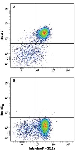 Human/Mouse TREM2 Alexa Fluor 594-conjugated Antibody, R D Systems 25 Tests | Buy Online | R&D Systems | Fisher Scientific