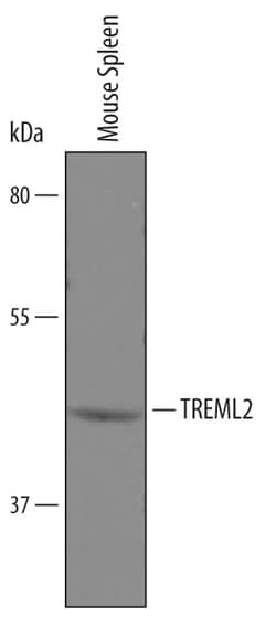 Mouse TREML2/TLT-2 Antibody, R D Systems 100&mu;g; Unlabeled:Antibodies,
