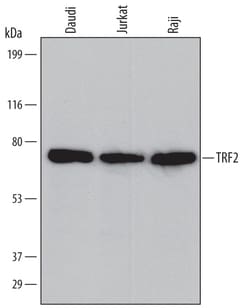TRF-2 Mouse anti-Human, Clone: 689524, R D Systems 25&mu;g; Unlabeled,
