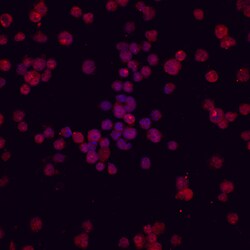 Human TRIF/TICAM1 Antibody, R D Systems 100&mu;g; Unlabeled:Antibodies,