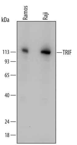 Human TRIF/TICAM1 Antibody, R D Systems 100&mu;g; Unlabeled:Antibodies,