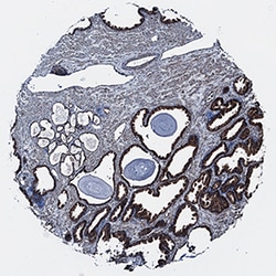 Human/Mouse TRIM32 Antibody, R D Systems 25&mu;g; Unlabeled:Antibodies,