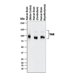 Human/Mouse/Rat TrkB Antibody, R D Systems 100&mu;g; Unlabeled:Anticorps,