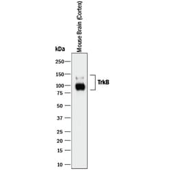 Human/Mouse/Rat TrkB Antibody, R D Systems 500ug; Unlabeled:Antibodies,