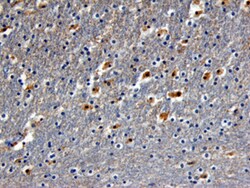 Human/Mouse/Rat TrkB Antibody, R D Systems 100&mu;g; Unlabeled:Antibodies,