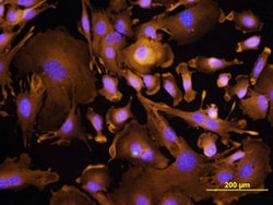 Mouse TROP-2 Antibody, R D Systems 25&mu;g; Unlabeled:Antibodies, Polyclonal
