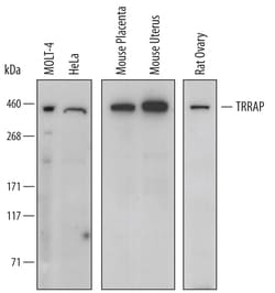 Human/Mouse/Rat TRRAP Antibody, R D Systems 100&mu;g; Unlabeled:Antibodies,