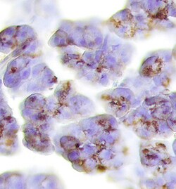 Mouse Trypsin 3/PRSS3 Antibody, R D Systems 25&mu;g; Unlabeled:Antibodies,