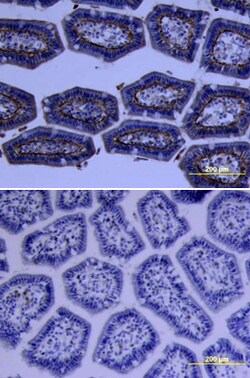 Mouse Trypsin 3/PRSS3 Antibody, R D Systems 25&mu;g; Unlabeled:Antibodies,