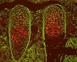 Mouse TSG Antibody, R D Systems 100&mu;g; Unlabeled:Antibodies, Polyclonal