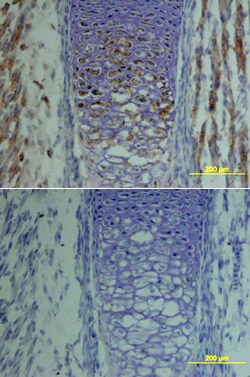 Mouse TSG Antibody, R D Systems 100&mu;g; Unlabeled:Antibodies, Polyclonal
