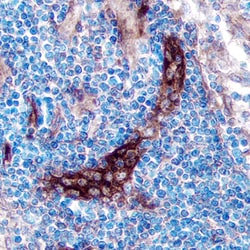 Human TSLPR Antibody, R D Systems 100&mu;g; Unlabeled:Antibodies, Polyclonal