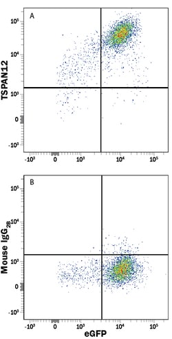 Human TSPAN12 Antibody, R D Systems 100&mu;g; Unlabeled:Antibodies, Monoclonal