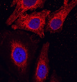 Human TSPAN12 Antibody, R D Systems 100&mu;g; Unlabeled:Antibodies, Monoclonal