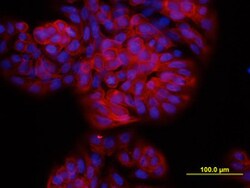 Human TSPAN8 Antibody, R D Systems 25&mu;g; Unlabeled:Antibodies, Monoclonal