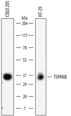 Human TSPAN8 Antibody, R D Systems 25&mu;g; Unlabeled:Antibodies, Monoclonal