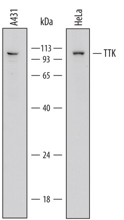 Human TTK Antibody, R D Systems 100ug; Unlabeled:Antibodies, Monoclonal
