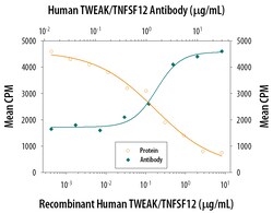 Human TWEAK/TNFSF12 Antibody, R D Systems 100&mu;g; Unlabeled:Antibodies,