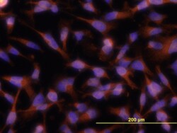 Human TWEAK/TNFSF12 Antibody, R D Systems 100&mu;g; Unlabeled:Antibodies,