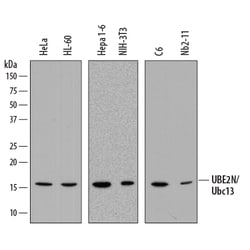 Human/Mouse/Rat UBE2N/Ubc13 Antibody, R D Systems 25&mu;g; Unlabeled:Antibodies,