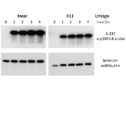 Rabbit anti-Phospho-Ubiquitin (S65), Polyclonal, R D Systems 50 &mu;g | Buy Online | R&D Systems | Fisher Scientific