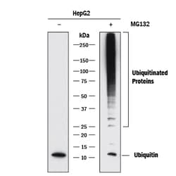 Human Ubiquitin Antibody, R D Systems:Antibodies:Primary Antibodies