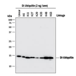 Human Ubiquitin Antibody, R D Systems:Antibodies:Primary Antibodies
