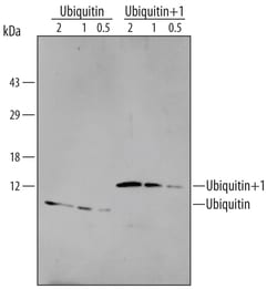 Human Ubiquitin/Ubiquitin+1 Antibody, R D Systems 100ug; Unlabeled:Antibodies,
