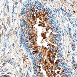 Human UCH-L1/PGP9.5 Antibody, R D Systems 100ug; Unlabeled:Antibodies,