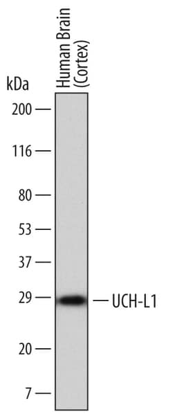 Human UCH-L1/PGP9.5 Antibody, R D Systems 100ug; Unlabeled:Antibodies,
