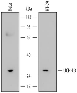 Human UCH-L3 Antibody, R D Systems 100 &mu;g | Buy Online | R&D Systems | Fisher Scientific