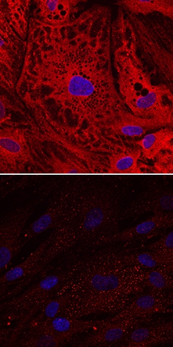 Human/Mouse UCP1 Antibody, R D Systems 100ug; Unlabeled:Antibodies, Monoclonal
